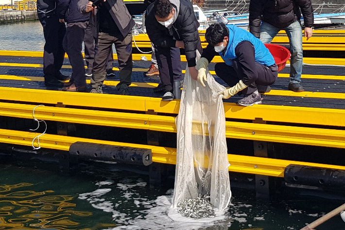 점농어 방류 장면. 부산시 제공