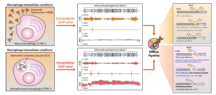 숙주세포 내외부 병원균 분석을 위한 ChIP-mini 분석 개요. UNIST 제공 