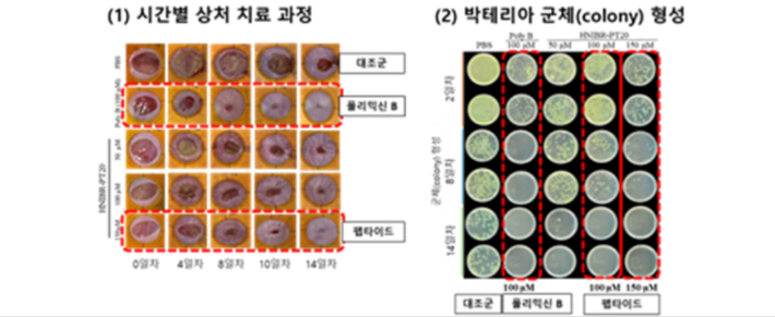 항균 펩타이드 상처 치료 실험 결과 자료. 환경부 제공