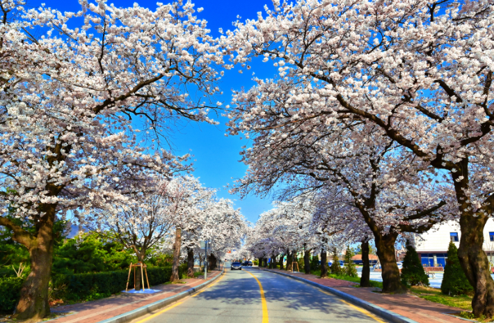 정읍천 벚꽃길. 전북도 제공