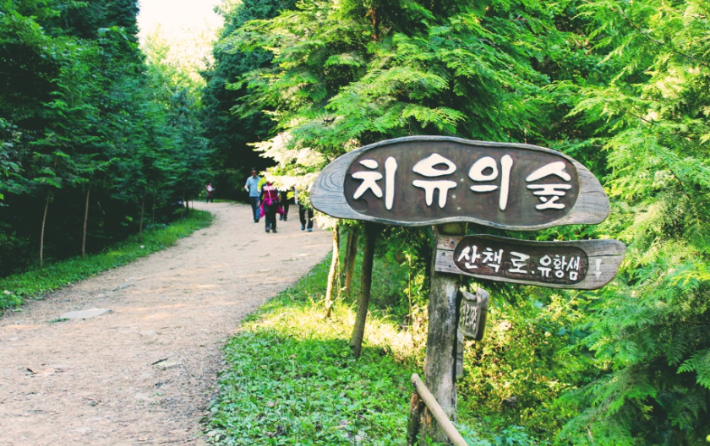 완주 공기마을 편백나무숲. 전북도 제공