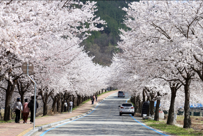 무주 설천 뒷작금 벚꽃길. 전북도 제공
