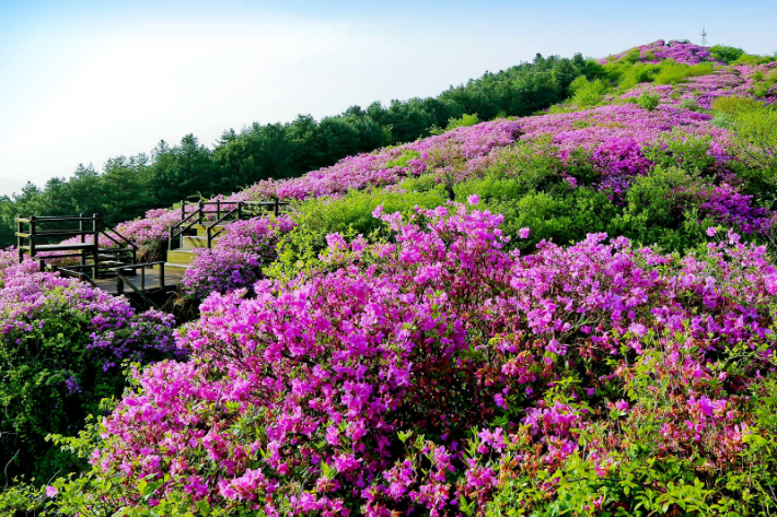 장수 봉화산 철쭉 군락지. 전북도 제공