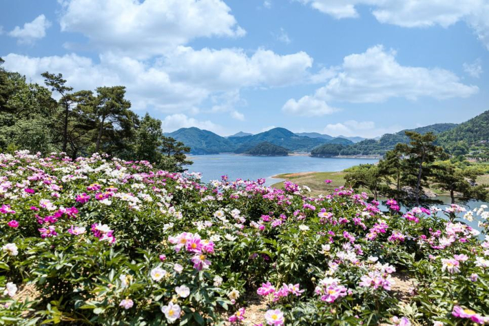 임실 옥정호 작약꽃밭. 전북도 제공