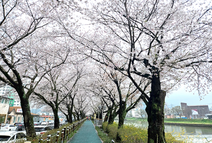 순창 경천로 벚꽃길. 전북도 제공