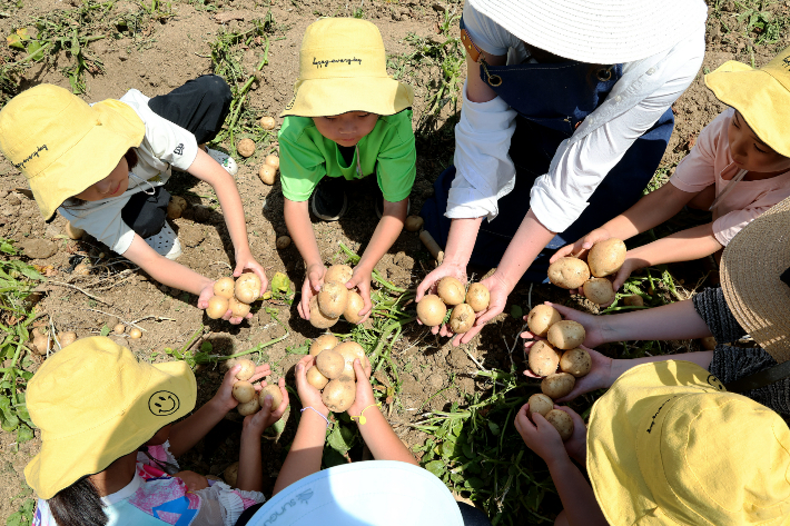 감물감자축제. 괴산군 제공
