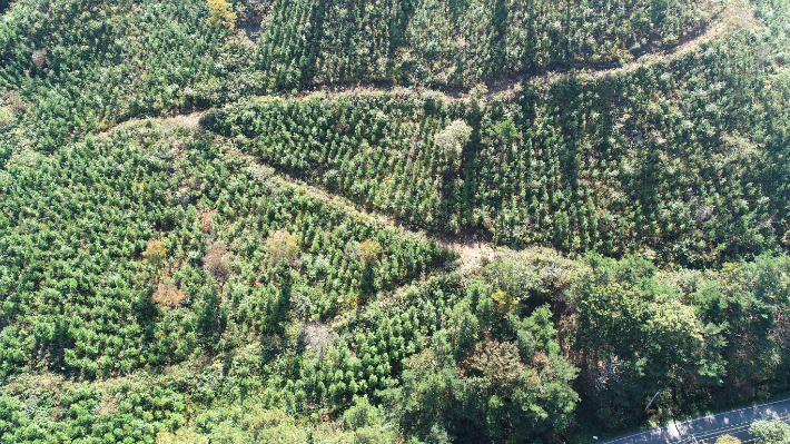 전라남도는 기후변화 대응 신규 탄소흡수원 확충을 위해 240억 원을 투입해 2198㏊의 숲을 조성한다고 10일 밝혔다. 전남도 제공