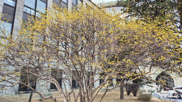 본관 앞 정원에 산수유가 만개했다. 이재기 기자