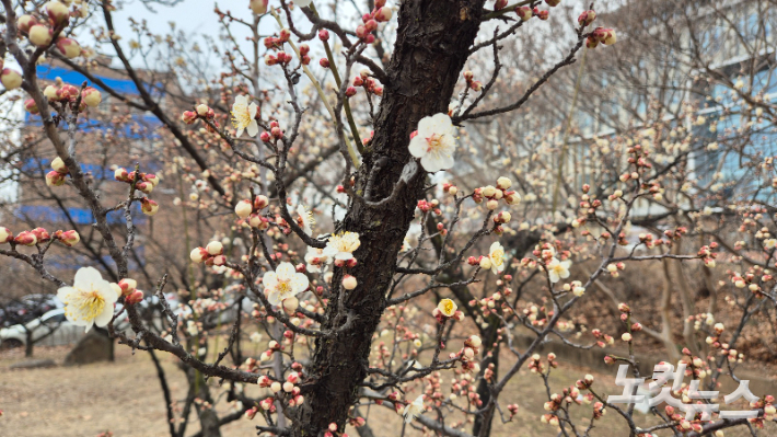 경북대 일청담 부근 매화동산에 매화가 탐스럽게 폈다. 매화동산의 매화는 지난주부터 꽃망울을 터트리기 시작했다. 이곳의 매화는 대구도심에 봄이 왔음을 알려주는 전령사다. 이재기 기자