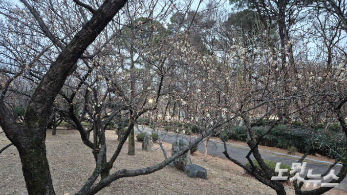 매화동산에 가득한 매화나무 위로 큰 눈이 내리는 듯 매화가 점점이 피어오른다. 이재기 기자