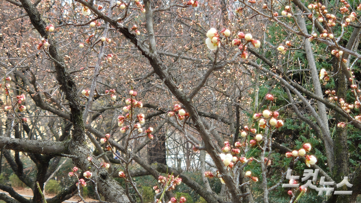 매화동산의 매화. 매화동산은 대구시 북구 경북대캠퍼스의 중심부에 있다. 이재기 기자