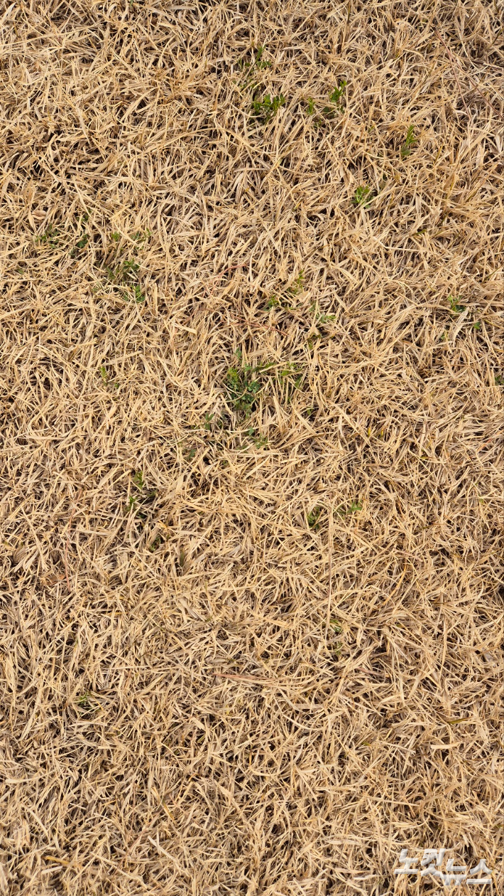 누렇게 마른 잔디밭에도 봄은 왔다. 누런 잔디 사이로 진녹색 새싹들이 점점이 싹을 틔워 제법 진한 녹색을 뽐내고 있다. 이재기 기자