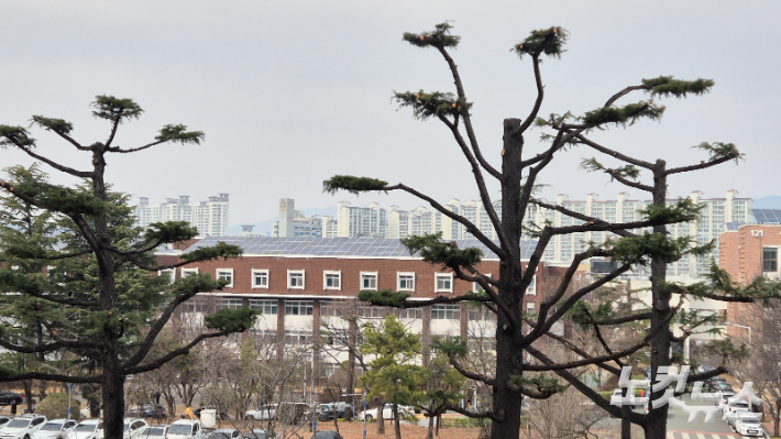 경북대 글로벌프라자에서 바라본 히말라야시다. 봄단장을 위해 묵은 가지를 잘라내고 새단장을 했지만 앙상한 가지가 측은하다. 이재기 기자
