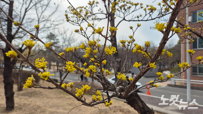 경북대 법학전문대학원 옆 화단에 핀 산수유가 봄을 알려주고 있다. 이재기 기자