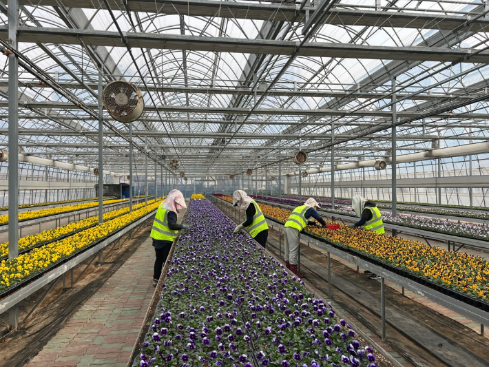 봄꽃 재배가 한창인 농업기술센터 양묘장. 창원시 제공 