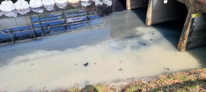 지난 8일 오전 대구 서구 염색산단 공단천 하수관로에서 흰색 폐수가 유입됐다. 대구 서구의회 이주한 의원 제공