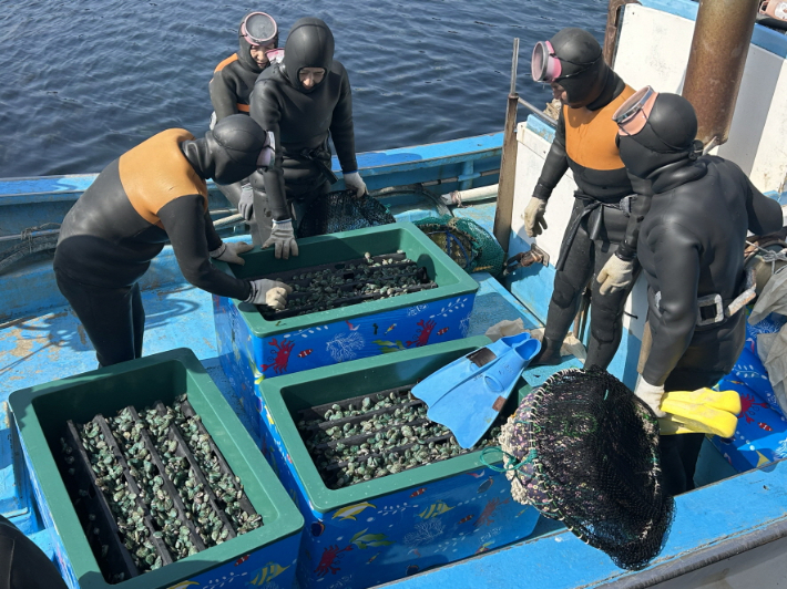 포항시는 11일 어린 전복 약 14만 마리를 호미곶·구룡포 지역 내 어촌계 마을 어장 4곳에 방류했다. 포항시 제공