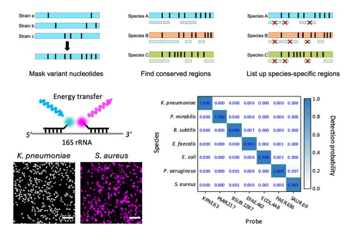 FISH 진단 기술의 작동 원리와 검출 정확도. UNIST 제공