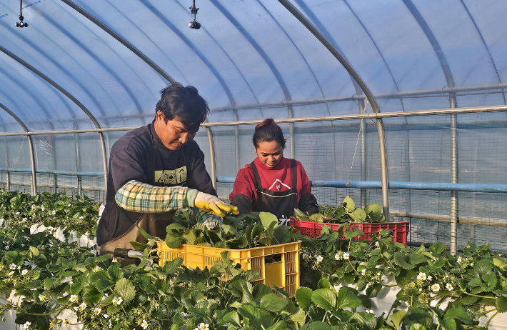 경주 천북면에서 딸기 농가 근로자가 근무하고 있다. 경주시 제공