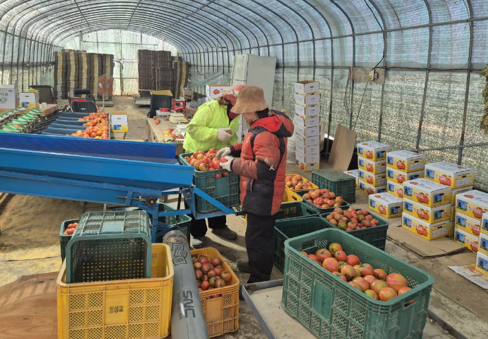 계절근로자들이 지역 토마토 농가에서 일을 하고 있다. 경주시 제공