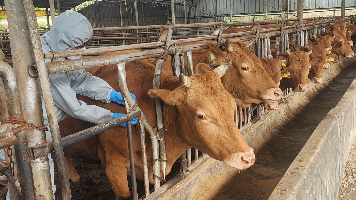백신 접종. 충남도 제공