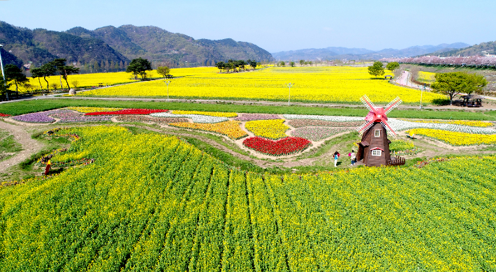 창녕 유채꽃. 경남도청 제공 