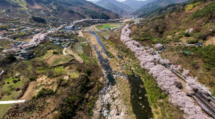 하동 십리벚꽃길. 하동군청 제공 