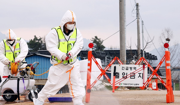 전남 영암에서 처음 발생한 구제역이 확산하면서 무안 한우농장에서도 감염이 확인돼 방역당국에 비상이 걸렸다. 연합뉴스
