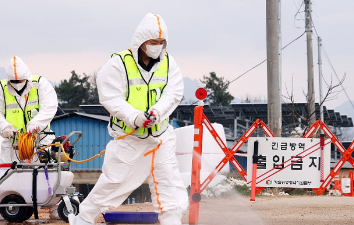 전남 영암의 한우농가 3곳에서 구제역이 추가로 발생해 구제역 확진 한우농가가 8곳으로 늘었다. 연합뉴스