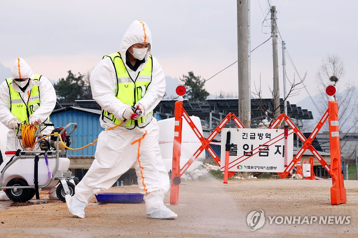 구제역 확산세… 원인은 '오리무중' 전파는 '사료차량'이?