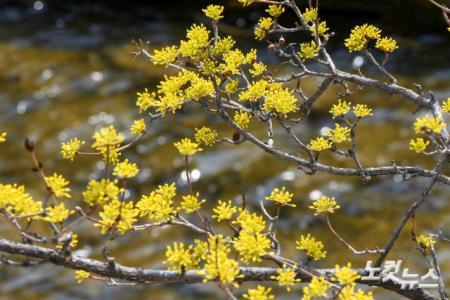 노란 산수유