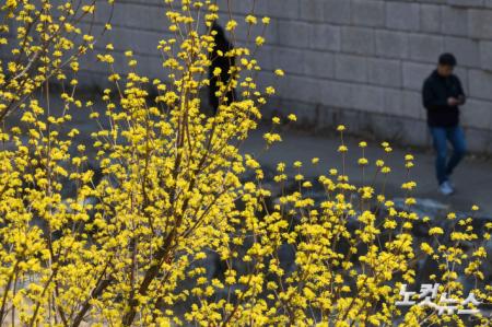 노란 산수유가 알려주는 따스한 햇살