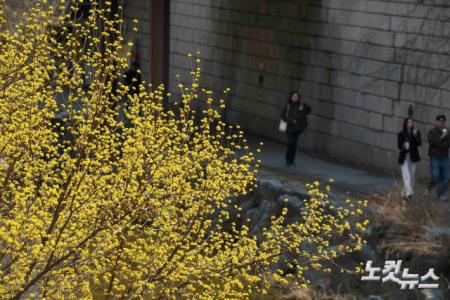 봄의 전령사 산수유 핀 청계천
