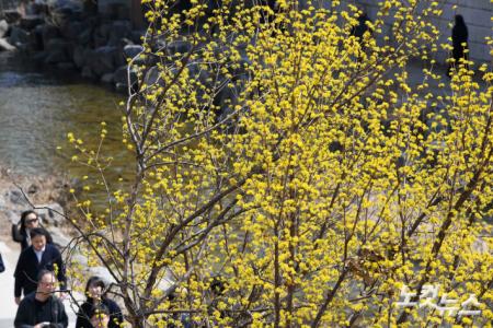 청계천 산수유 산책길