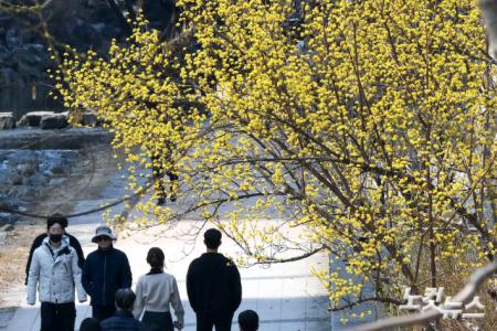 산수유 아래 산책