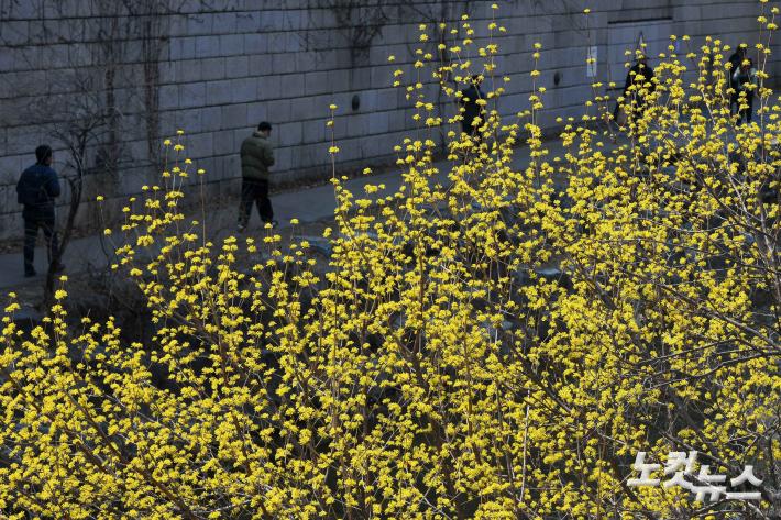 봄의 전령사 산수유