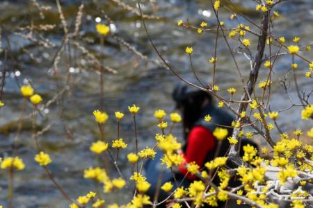 햇살, 휴식, 그리고 산수유