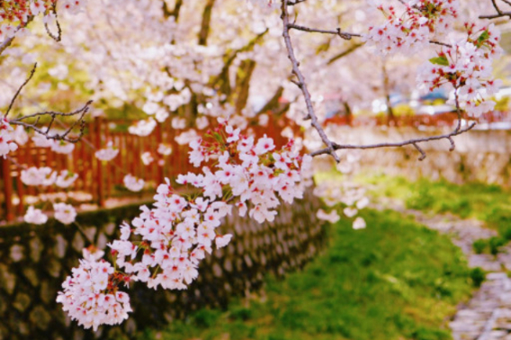 진해 여좌천. 창원시 제공