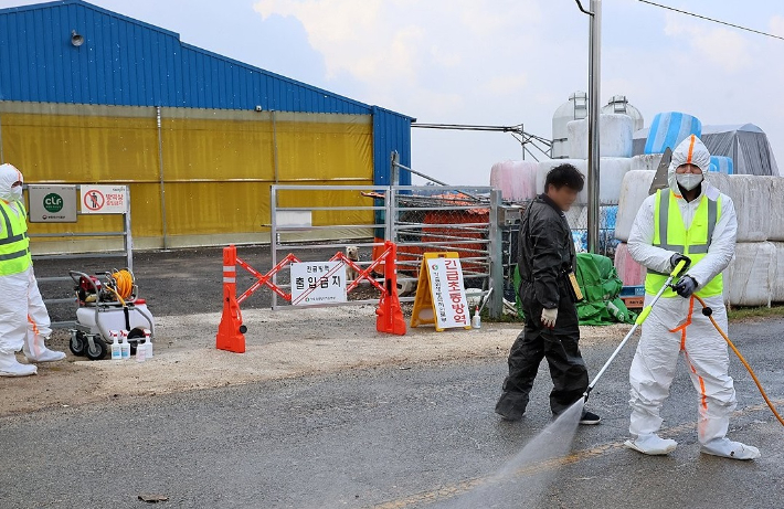 전남 영암의 한우농가 1곳에서 구제역이 추가로 발생해 구제역 확진 한우농가가 13곳으로 늘었다. 연합뉴스