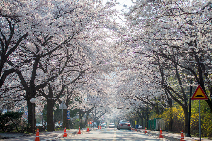 계룡산 동학사 벚꽃축제 자료사진. 공주시 제공
