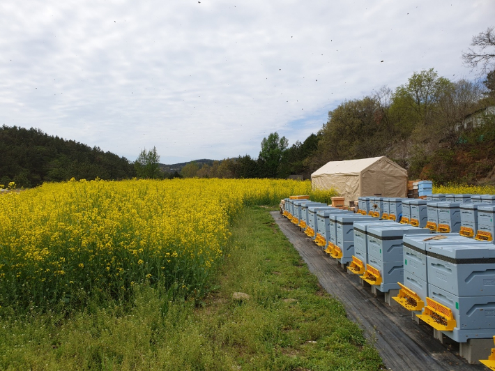 양봉농가. 경남도청 제공 