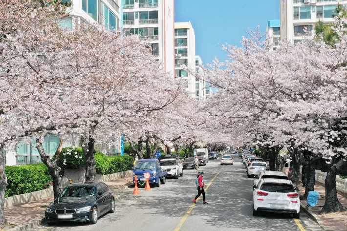 부산 수영구 남천동 벚꽃거리. 부산 수영구 제공