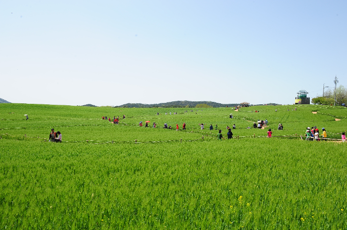 고창군 공음면 학원농장 청보리밭. 고창군 제공