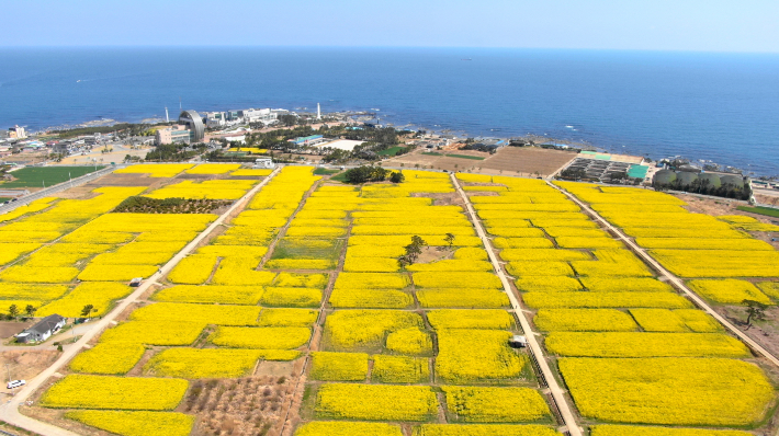 호미반도 유채꽃. 포항시 제공