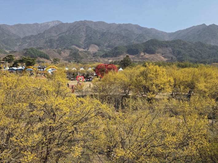구례산수유꽃축제. 구례군 제공 