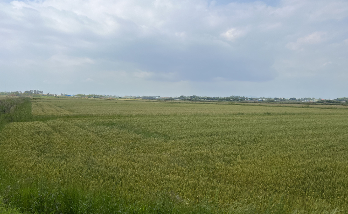 동계전략작물 직불금-해남 밀 생산단지. 전남도 제공