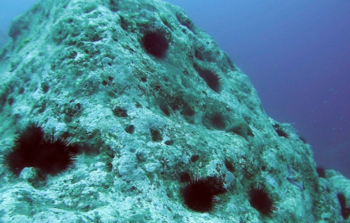 갯녹음 현상. 연합뉴스