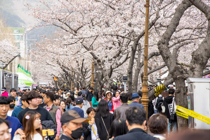진해군항제. 창원시 제공
