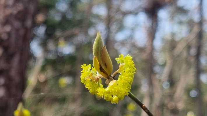 무등산국립공원의 깃대종인 털조장나무가 활짝 개화해 샛노란 자태를 뽐내고 있다. 무등산국립공원 사무소 제공