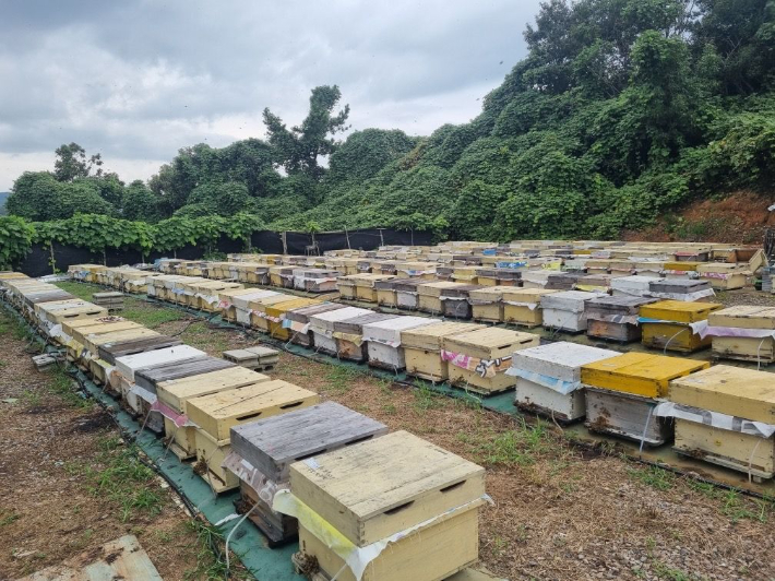 전남 진도군이 꿀벌 질병을 차단하고 양봉농가를 보호하기 위해 방역 약품 지원에 나선다. 진도군 제공